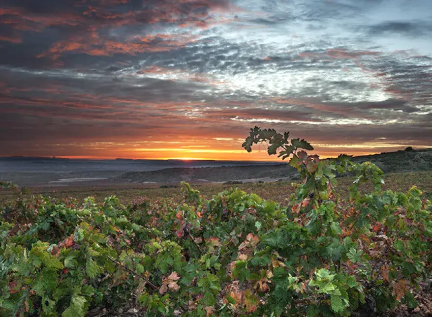 Finca Montalvillo