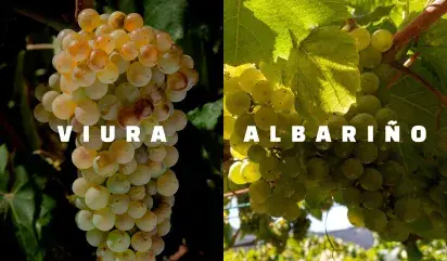 Viura-Albariño