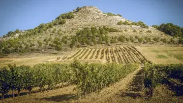 Colección Ribera del Duero