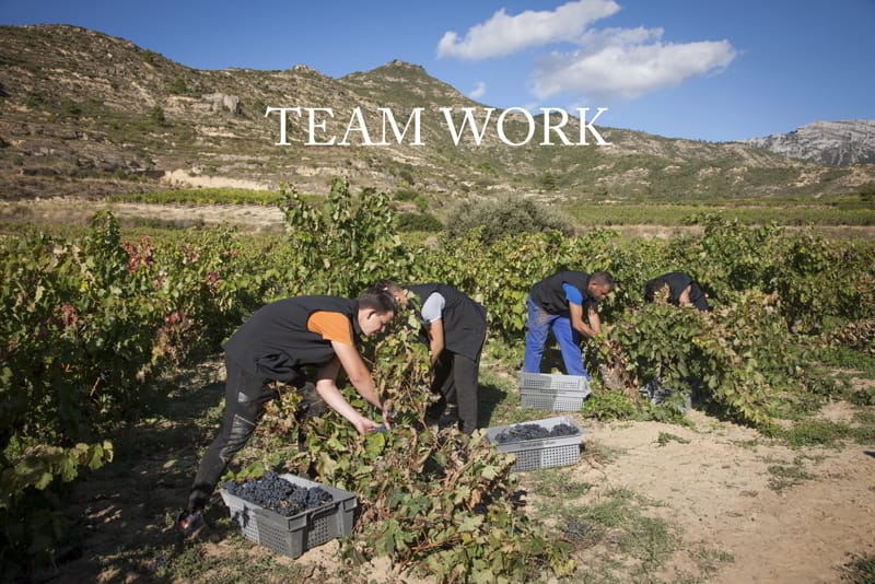 Harvesting Conde de los Andes