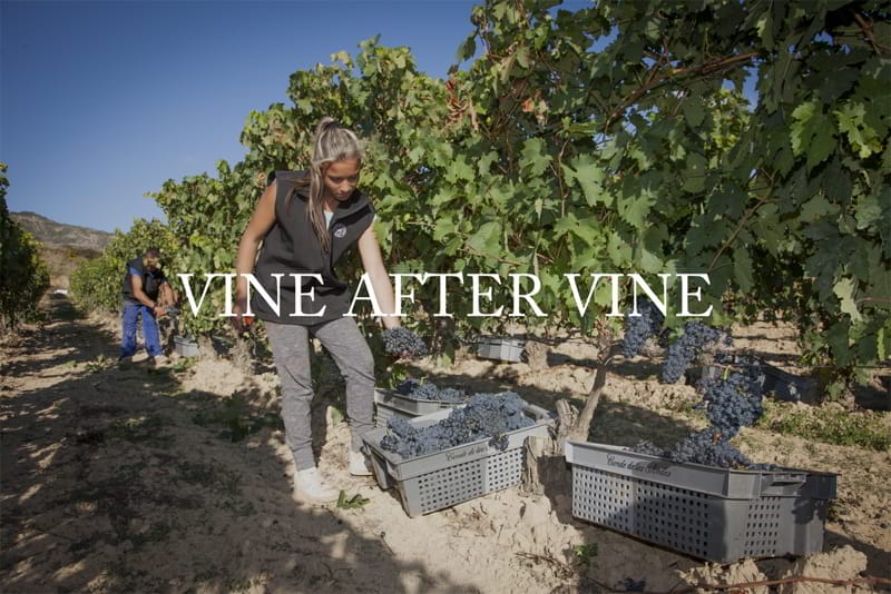 Harvesting Conde de los Andes