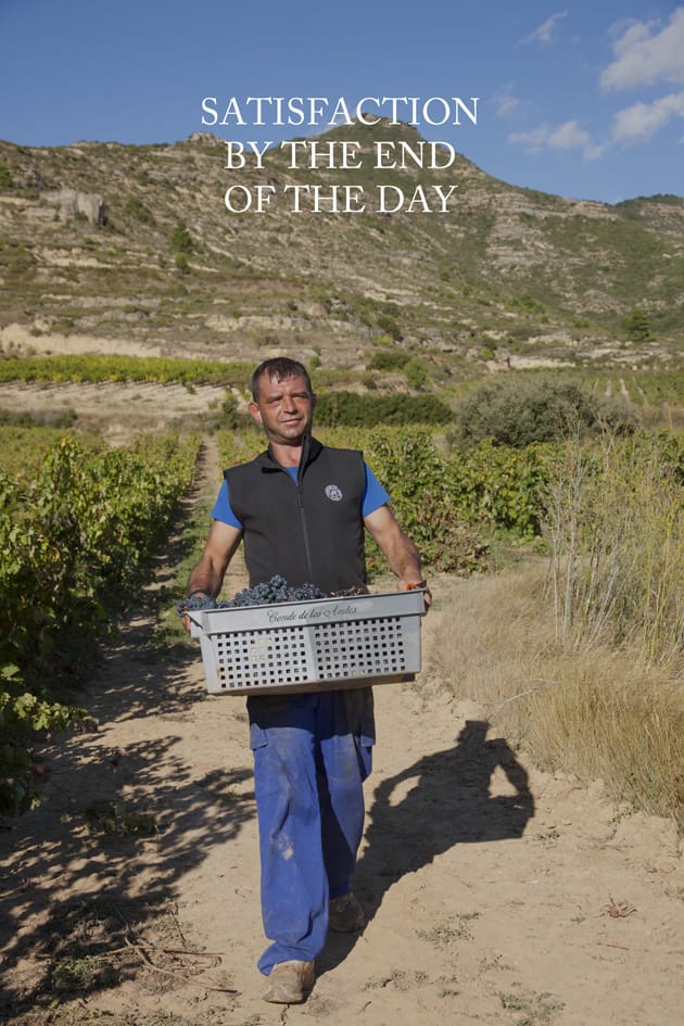 Harvesting Conde de los Andes