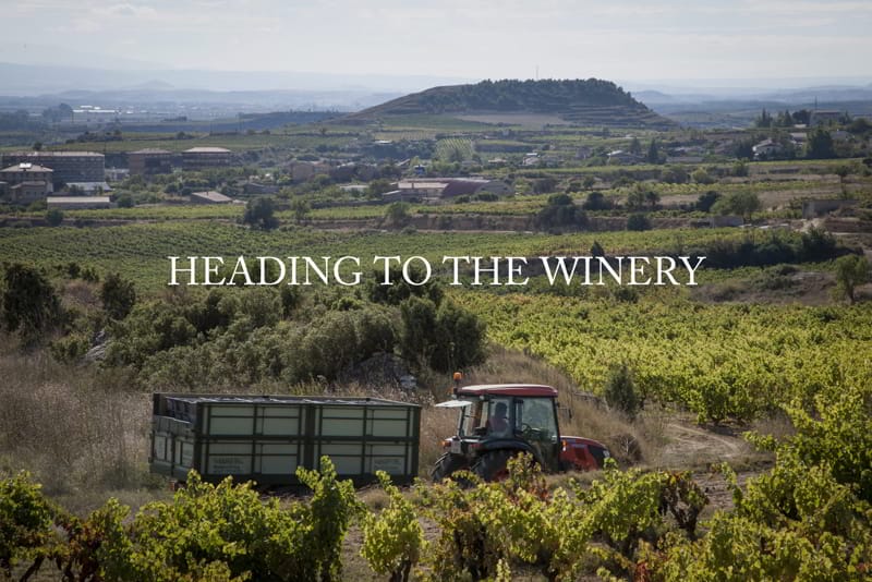 Harvesting Conde de los Andes