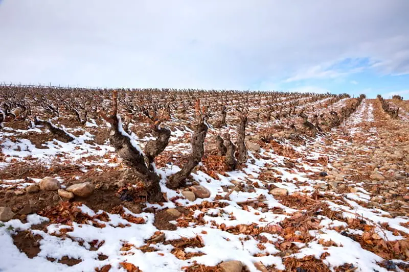 La nieve extiende su efecto beneficioso sobre el viñedo