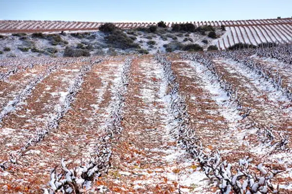 La nieve extiende su efecto beneficioso sobre el viñedo