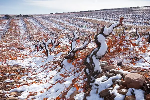 La nieve extiende su efecto beneficioso sobre el viñedo