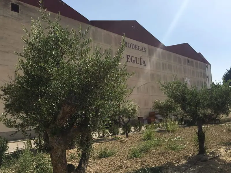 120 nuevos olivos en Rioja Alavesa