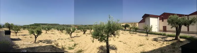 120 nuevos olivos en Rioja Alavesa