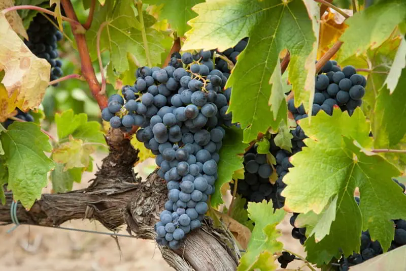 Vendimia 2018: a punto