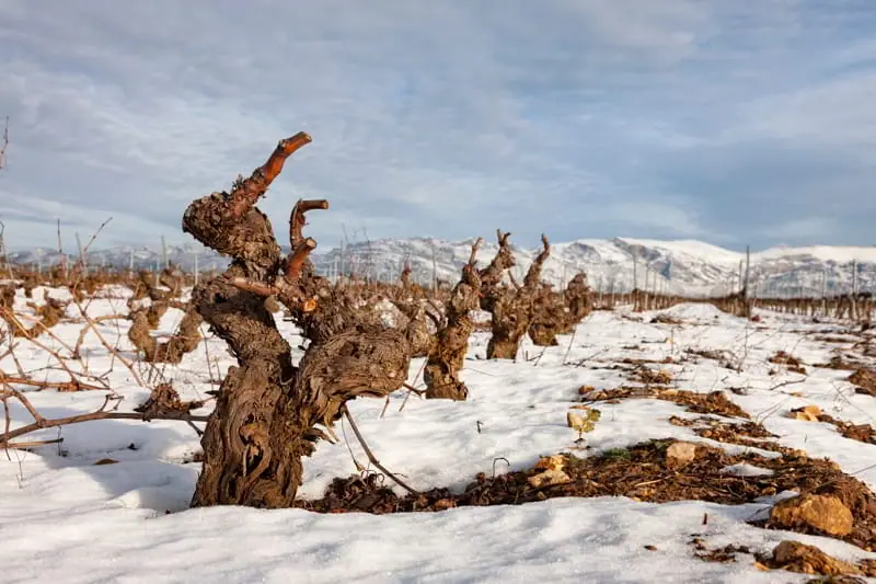 Why did wine succeed in Rioja Alavesa?