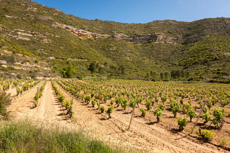 Viñas de Briñas