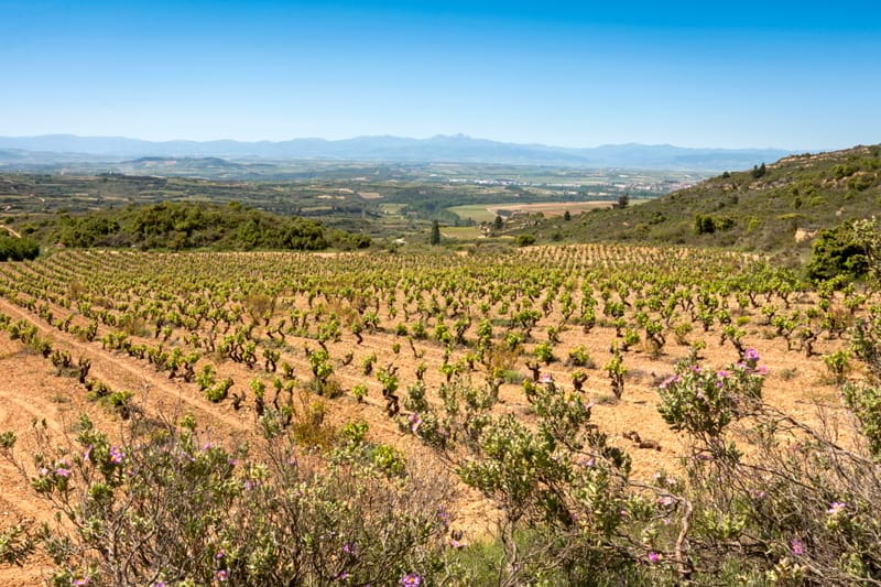 Viñas de Briñas