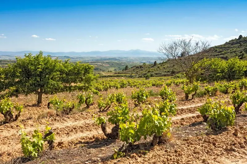 Our very old vine Garnacha is here 