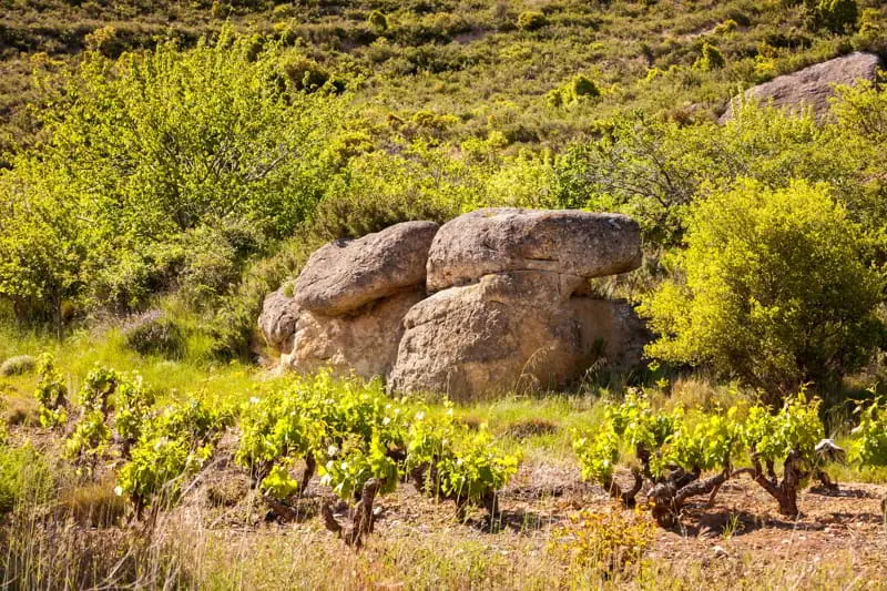 Our very old vine Garnacha is here 