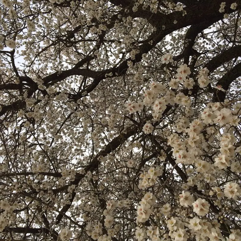 Almond trees in full bloom