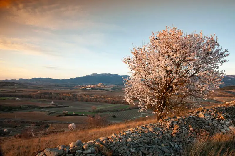 El paisaje de los almendros en flor