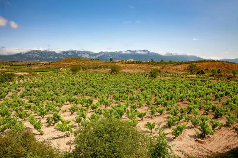 ¿Por qué escoger un Gran Reserva?