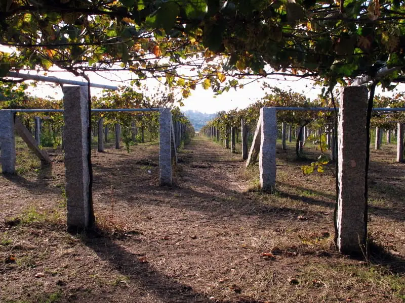 El terroir de Pazo Cilleiro (I)