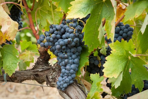 Tempranillo, "the Spanish Beauty"?