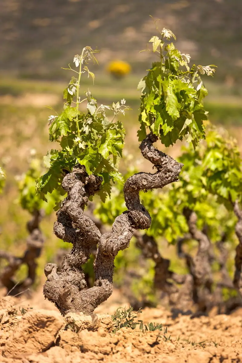 Conde de los Andes, born in the light of the landscape