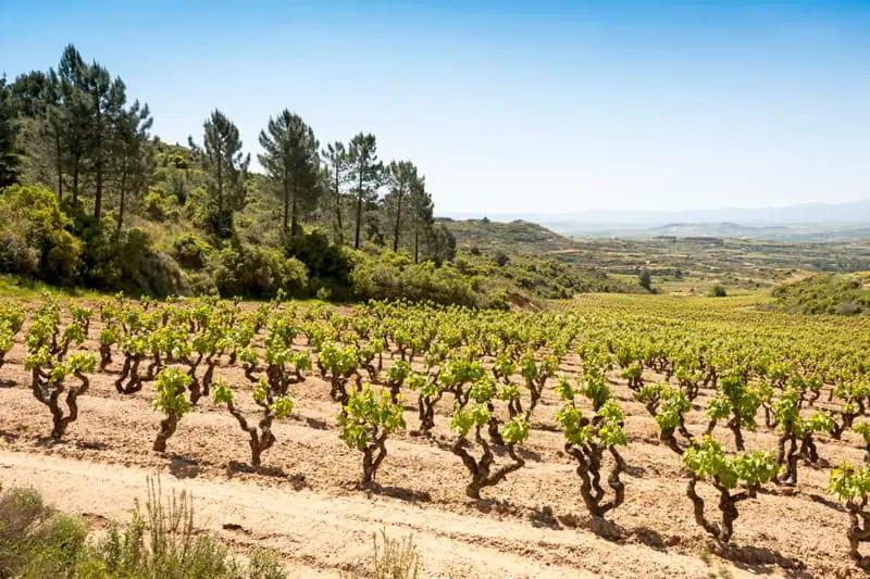 Conde de los Andes, born in the light of the landscape