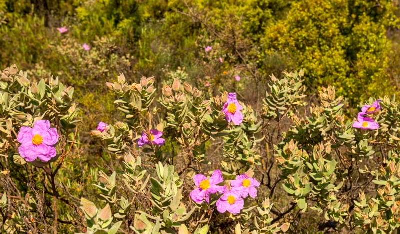 Flores entre las viñas | Muriel Wines