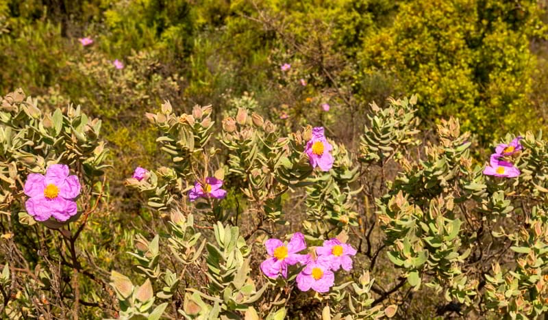 Flowers among the vines