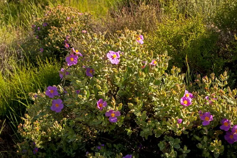 Flores entre las viñas