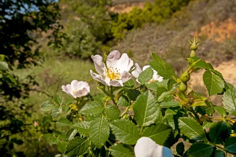 Flores entre las viñas