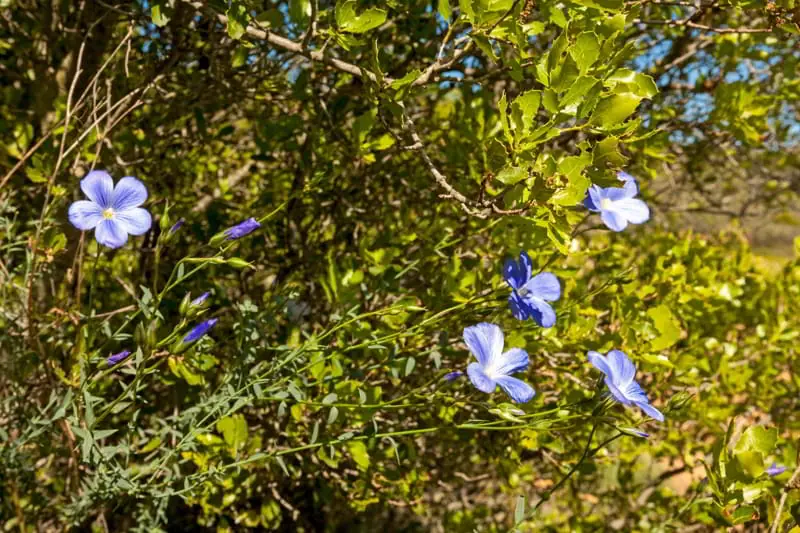 Flowers among the vines