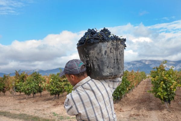 Tempranillos in Rioja and Ribera. Similar but different