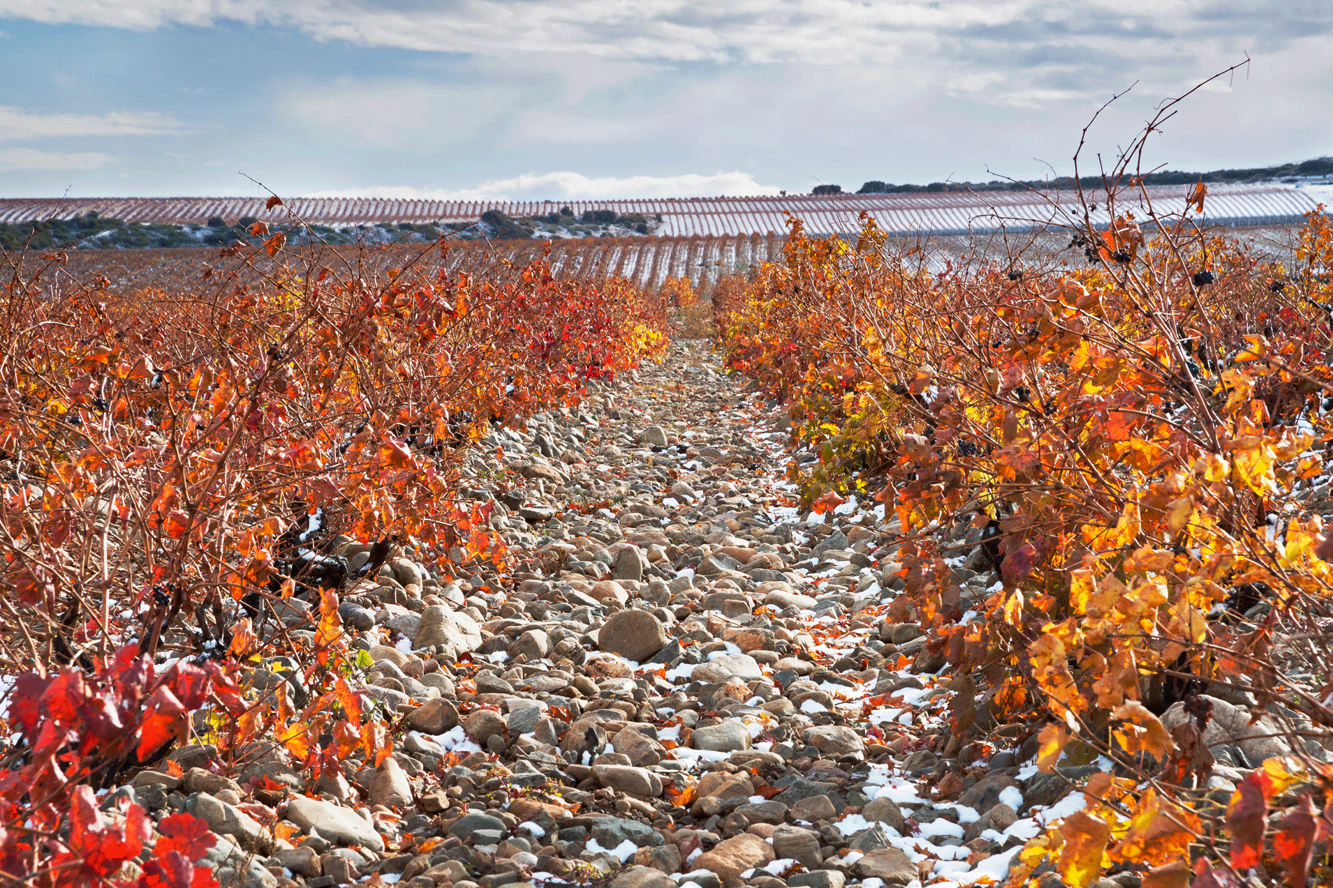 Understanding the soils of Finca Montalvillo