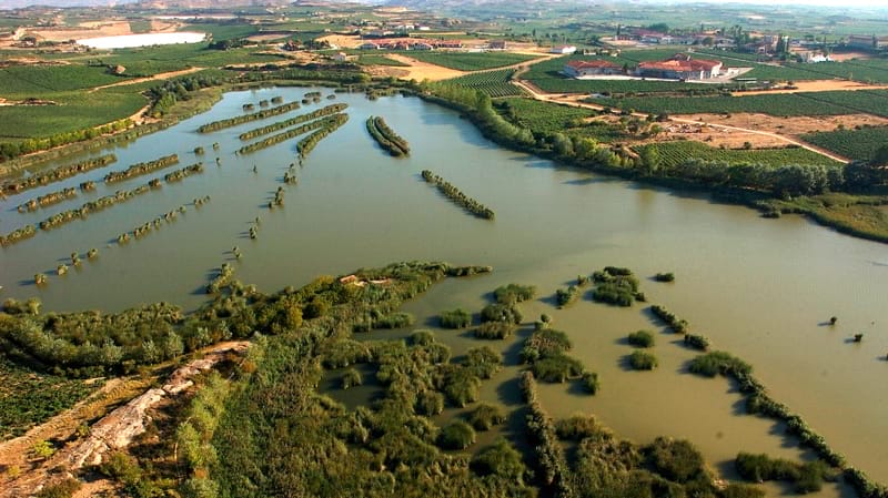 Ponds among vineyards, where the birds come to rest